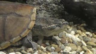 ホクベイカミツキガメ (名古屋港水族館) 2017年11月18日