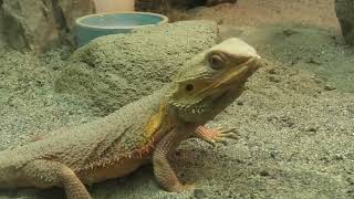 フトアゴヒゲトカゲ (東山動植物園) 2021年7月22日