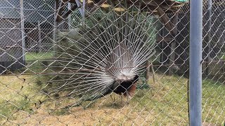 Common peafowl (TOBU ZOO, Saitama, Japan) June 11, 2017