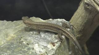 Japanese grass lizard (KAMINE ZOO, Ibaraki, Japan) December 4, 2018