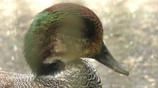 Falcated duck