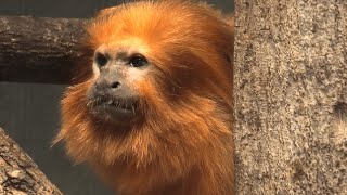 ゴールデンライオンタマリン の『エリオ』 (浜松市動物園) 2021年7月25日