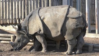 インドサイ の『ナラヤニ』 (多摩動物公園) 2019年1月18日