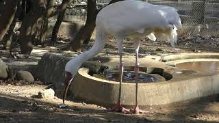 ソデグロヅル の食事 (多摩動物公園) 2019年1月18日