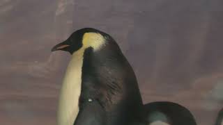 エンペラーペンギン (名古屋港水族館) 2021年7月23日