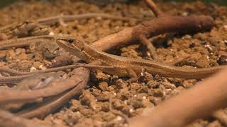 水田近くの土手の生きもの (世界淡水魚園水族館 アクア・トト ぎふ) 2019年1月25日