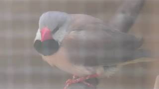 Long-tailed finch (Campbelltown Forest of Wild Birds, Saitama, Japan) March 31, 2018