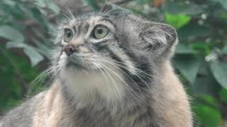 Manul (KOBE ANIMAL KINGDOM, Hyogo, Japan) April 23, 2021