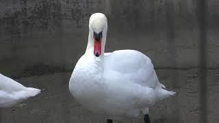 水鳥舎 (悠久山小動物園) 2019年4月6日