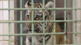 Baby Siberian tiger (Nagano City Chausuyama Zoo, Nagano, Japan) November 4, 2018