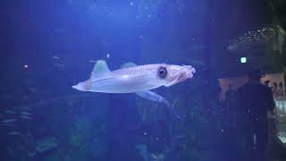 Bigfin Reef Squid (TOBA AQUARIUM, Mie, Japan) July 17, 2022