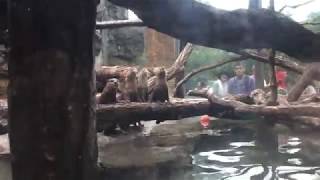 Asian short-clawed otter (Tama Zoological Park, Tokyo, Japan) August 27, 2017