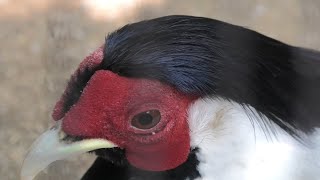 ハッカン (神戸市立 王子動物園) 2020年8月4日