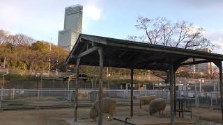 ヒツジ (天王寺動物園) 2019年3月31日