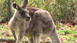 カンガルーランド (大山トムソーヤ牧場) 2019年11月29日