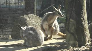 シマオイワワラビー (多摩動物公園) 2019年1月18日