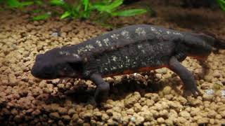 Sword-tail newt (átoa, Hyogo, Japan) October 21, 2022