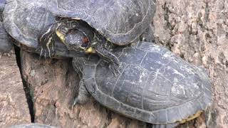 Red-eared slider (IZoo, Shizuoka, Japan) March 17, 2018