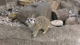 Meerkat (Nasu Animal Kingdom, Tochigi, Japan) September 10, 2017