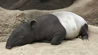 Asian tapir (KOBE ANIMAL KINGDOM, Hyogo, Japan) October 24, 2021