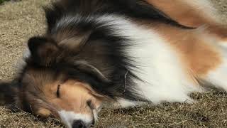 Dog (ADVENTURE WORLD, Wakayama, Japan) January 18, 2020