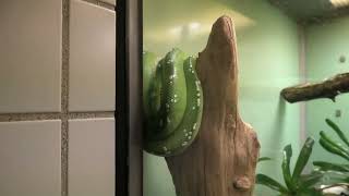 ミドリニシキヘビ (東山動植物園) 2021年7月22日