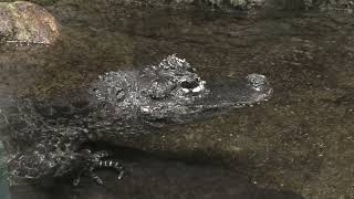 ヨウスコウワニ (東山動植物園) 2021年7月22日