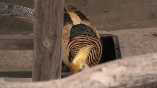 Golden Pheasant & Lady Amherst's Pheasant (MATSUE VOGEL PARK, Shimane, Japan) November 29, 2019
