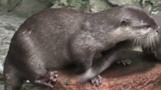 日本の森エリア の コツメカワウソ (海遊館) 2021年10月1日