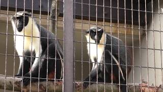 ダイアナモンキー (愛媛県立 とべ動物園) 2019年12月25日