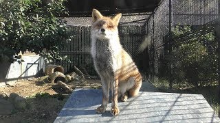 ホンドギツネ の『オアゲ』と『イナリ』 (のんほいパーク／豊橋総合動植物公園) 2018年12月13日