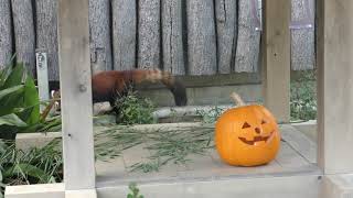 Styan's Red Panda (Oji Zoo, Hyogo, Japan) October 27, 2019