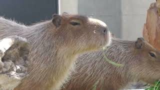 Capybara | Skyside Garden (átoa, Hyogo, Japan) October 30, 2021