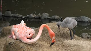 フラミンゴ の子どもたち (神戸市立 王子動物園) 2020年8月4日