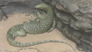 Yellow head monitor (Ueno Zoological Gardens, Tokyo, Japan) August 23, 2018