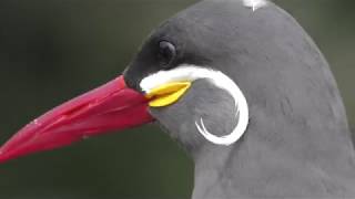 Inca tern