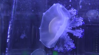 コティロリーザツベルクラータ (鶴岡市立 加茂水族館) 2019年4月10日