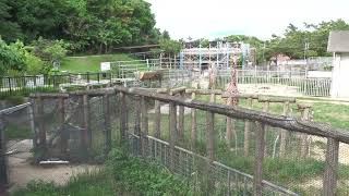 Common ostrich (Okinawa Zoo & Museum, Okinawa, Japan) July 29, 2023