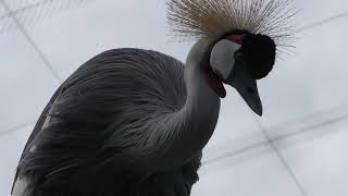 Flying Mega Dome (Shizuoka Municipal Nihondaira Zoo, Shizuoka, Japan) December 10, 2017