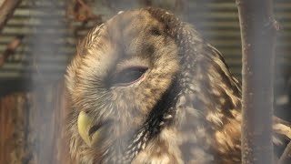Owl (Shinkyouji Park, Tottori, Japan) October 11, 2020