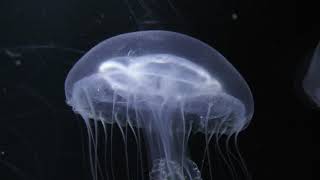 アマガサクラゲ (鶴岡市立 加茂水族館) 2019年4月10日