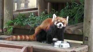 Lesser panda (Rakujuen, Shizuoka, Japan) July 31, 2022