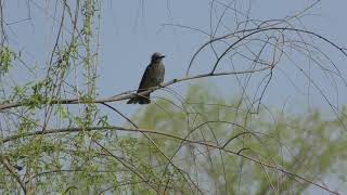 野鳥たち (キャンベルタウン野鳥の森) 2018年3月31日