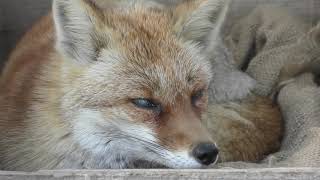 Japanese Red Fox (Kurume Bird Center, Fukuoka, Japan) April 19, 2019