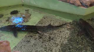 シロチョウザメ (箱根園水族館) 2018年10月28日