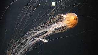 アカクラゲ (葛西臨海水族園・夜の不思議の水族園) 2018年8月16日