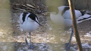 ソリハシセイタカシギ (多摩動物公園) 2019年1月18日