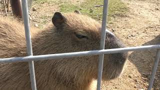 カピバラ (しろとり動物園) 2019年3月1日