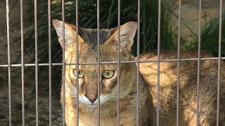 ジャングルキャット (東山動植物園) 2021年7月22日