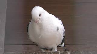 Fancy pigeon